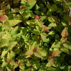 Spiraea japonica 'Firelight' 20-30 cm